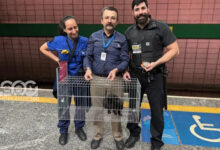 Equipe do Metrô de São Paulo resgata gatinho na Estação Ana Rosa, destacando a ação de resgate de animais no metrô.