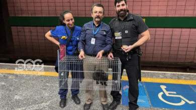 Equipe do Metrô de São Paulo resgata gatinho na Estação Ana Rosa, destacando a ação de resgate de animais no metrô.